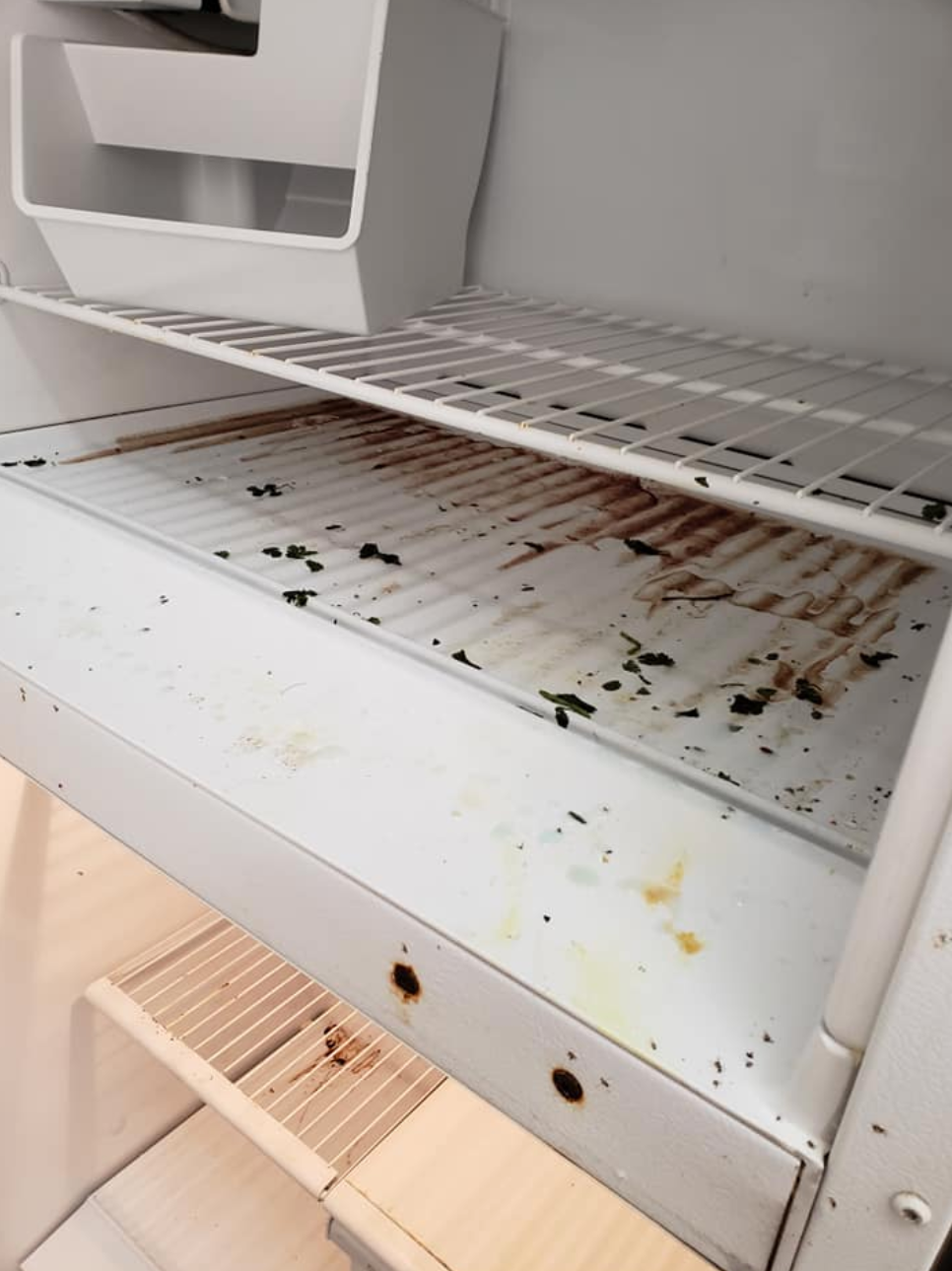 Before: Refrigerator Interior